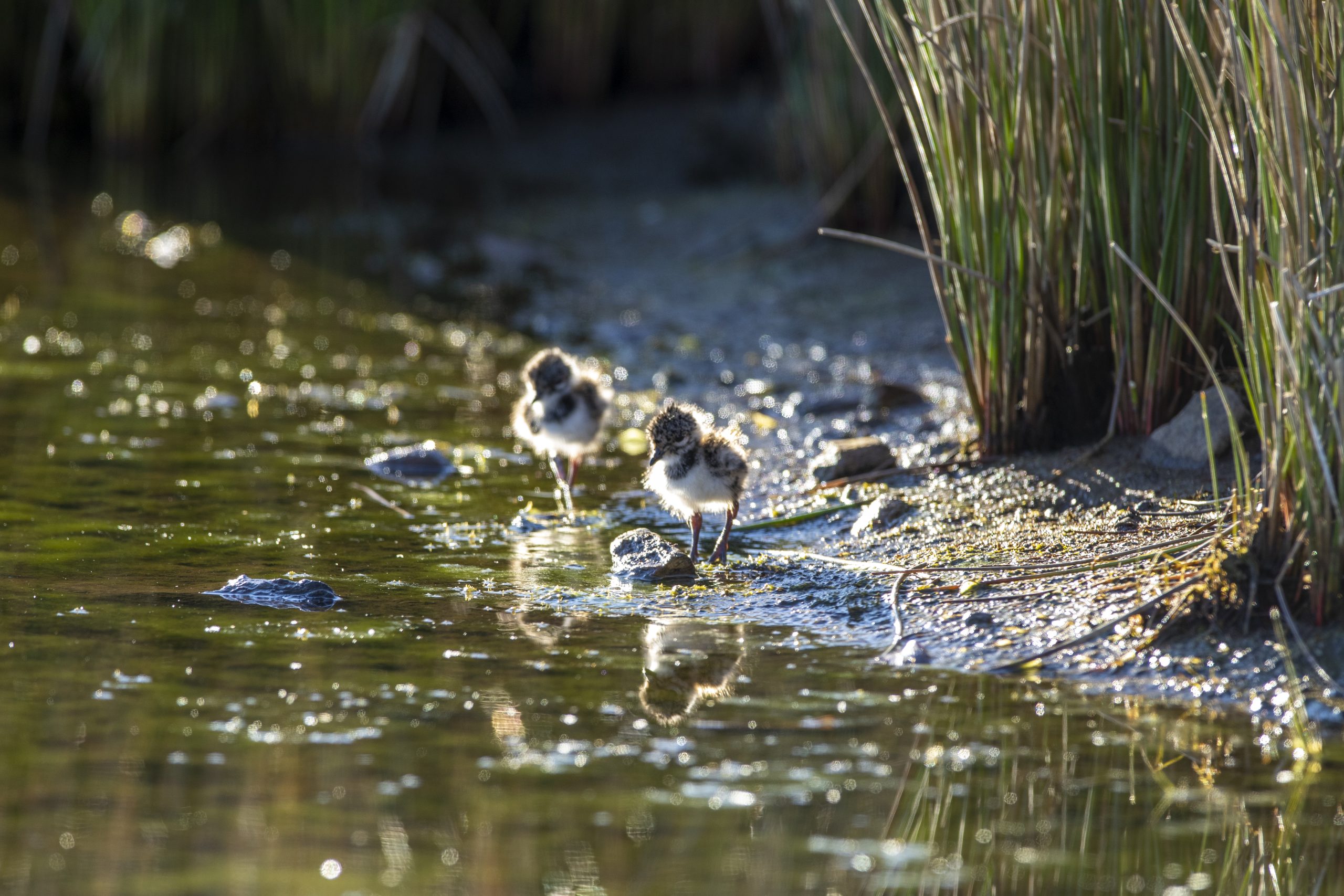 Creating a Wader Scrape