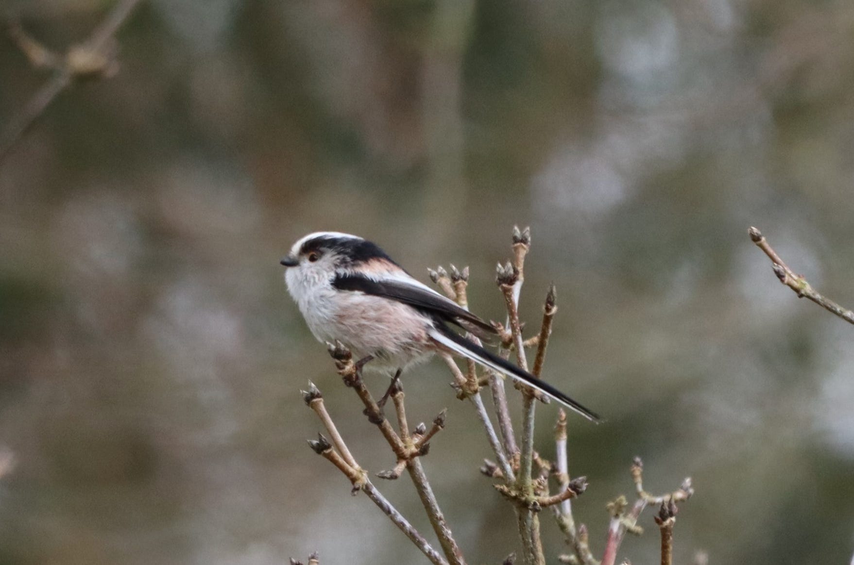 Garden Bird Nesting