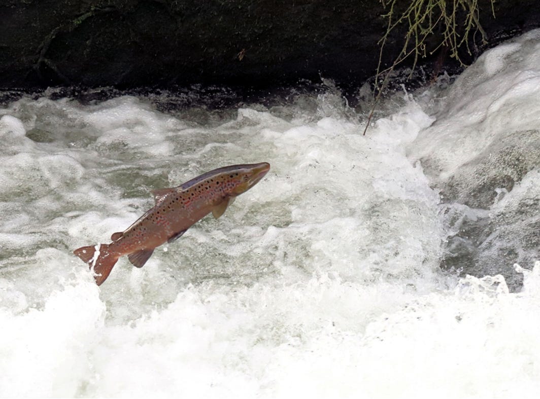 Project White Hart – Saving the salmon