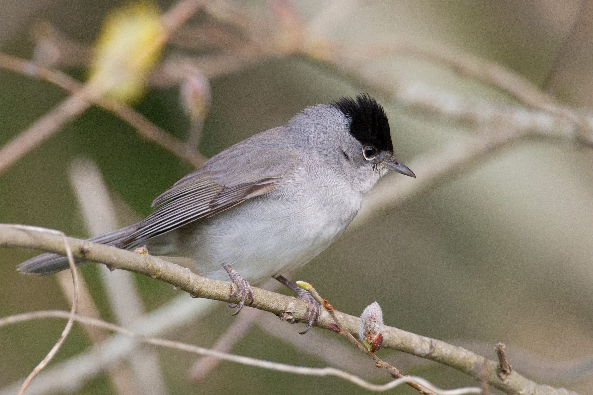 Hedgerows, thickets and warblers.
