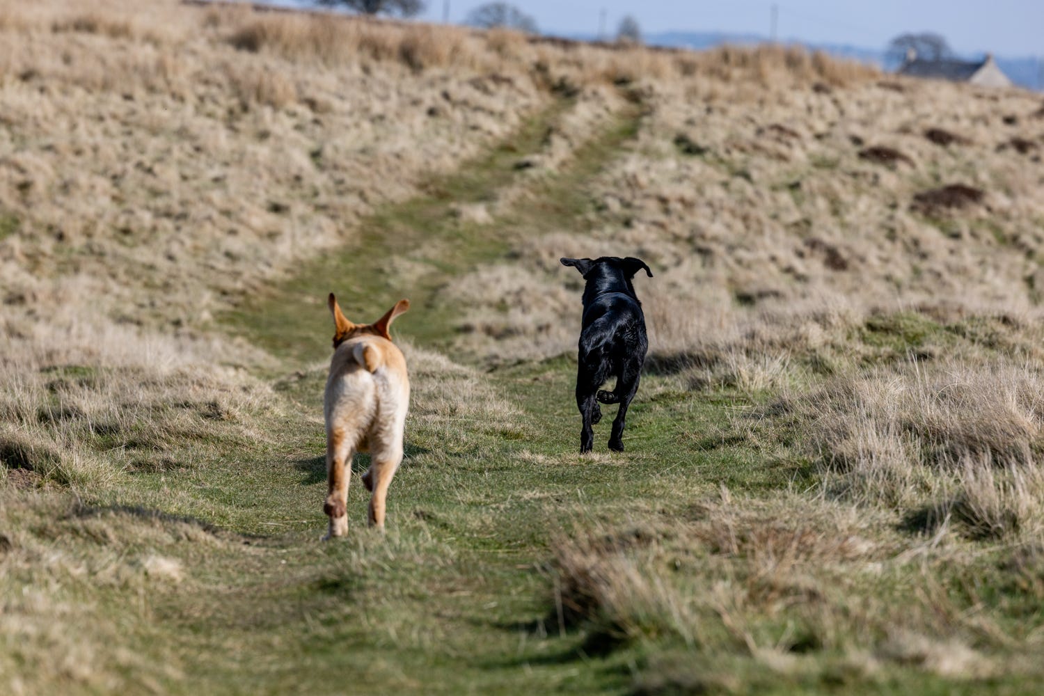 Why do we need to keep our dogs on a lead?