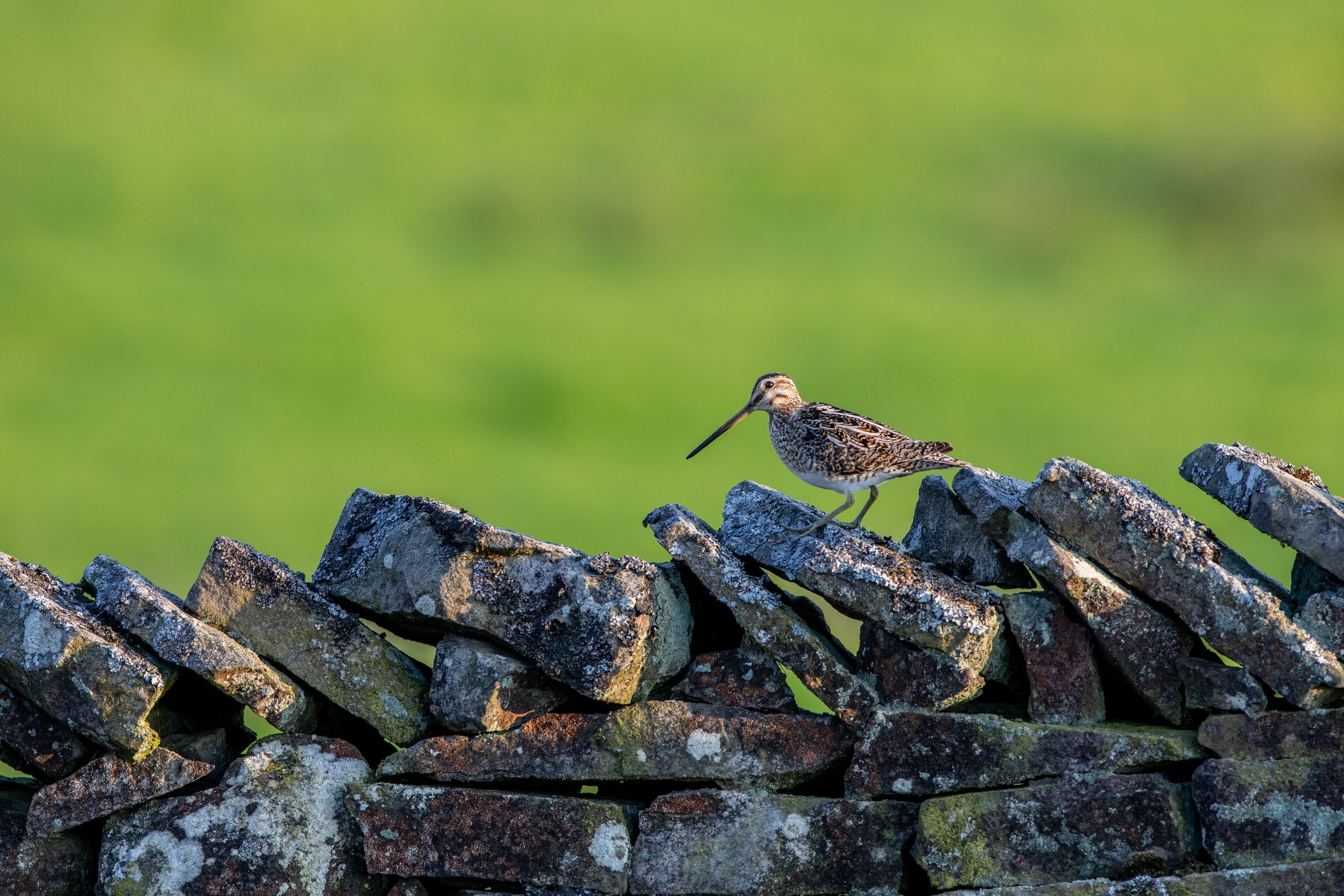 A Walk on the Moor in Spring