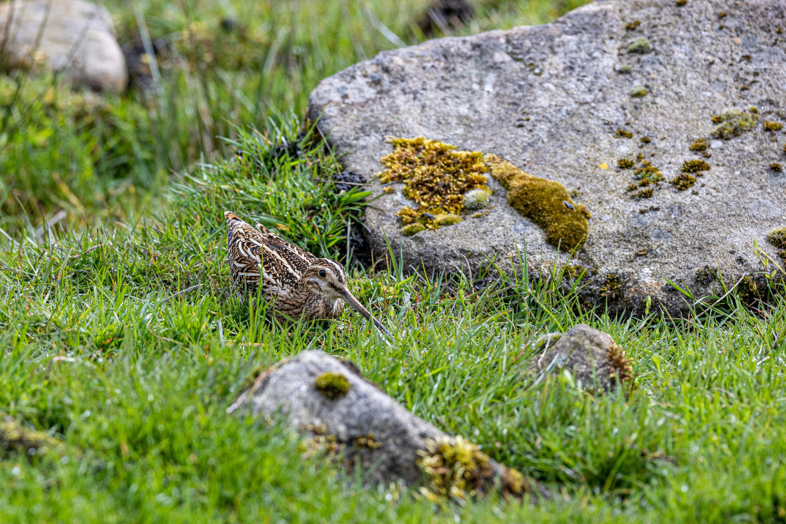 Who visits the uplands?