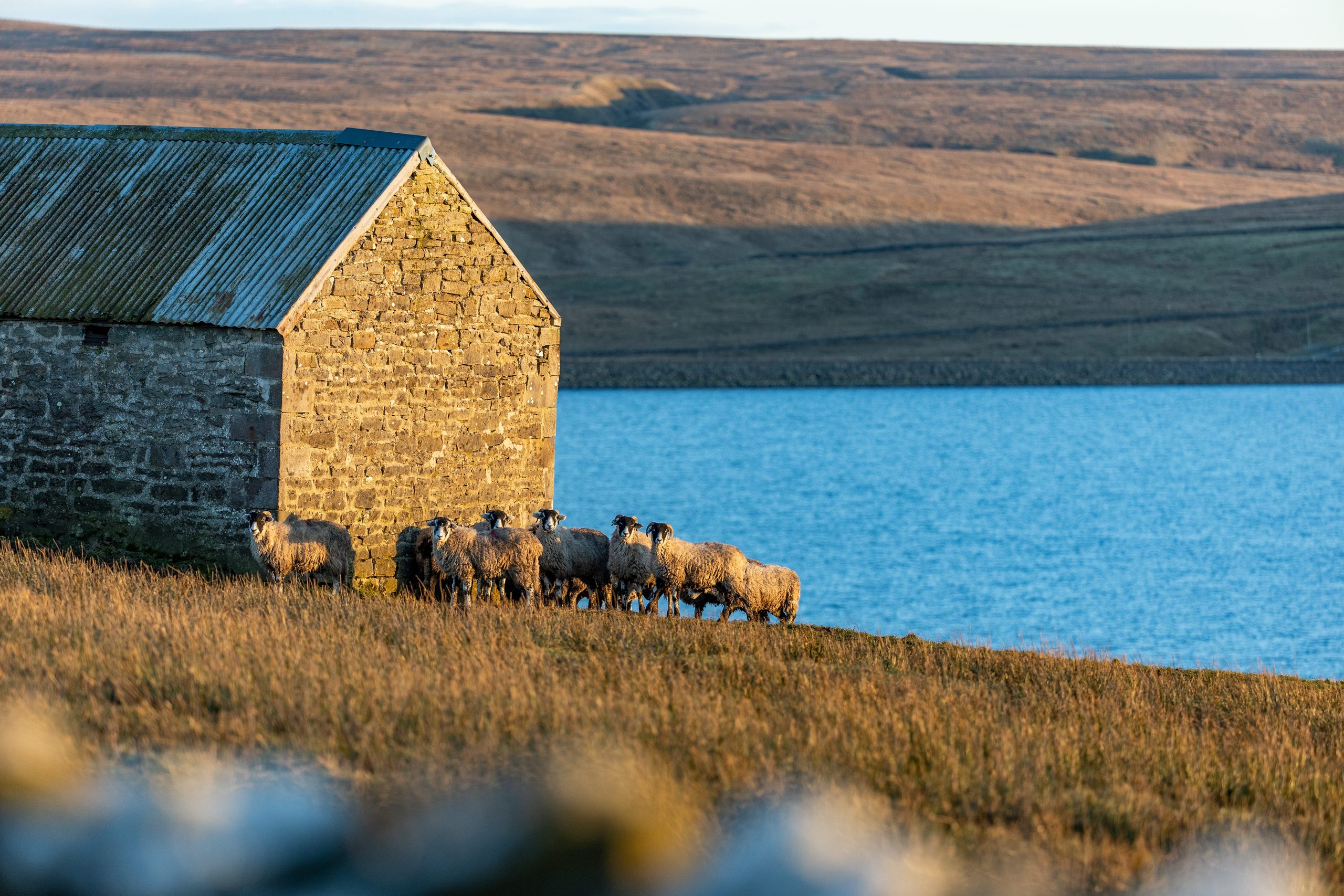 The Necessity of sheering sheep