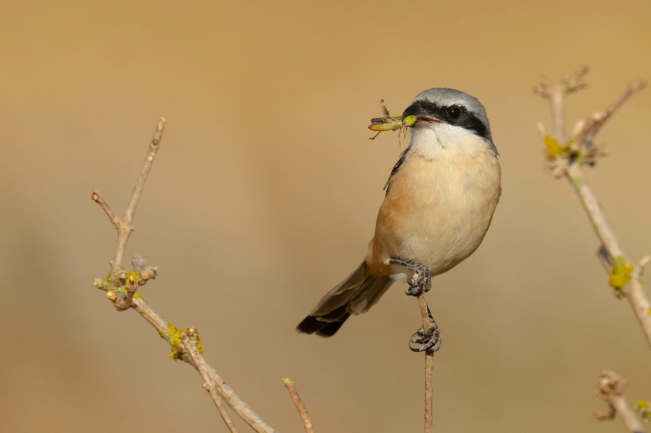 A Rare Visitor: The Long-tailed Shrike Arrives in Gloucestershire