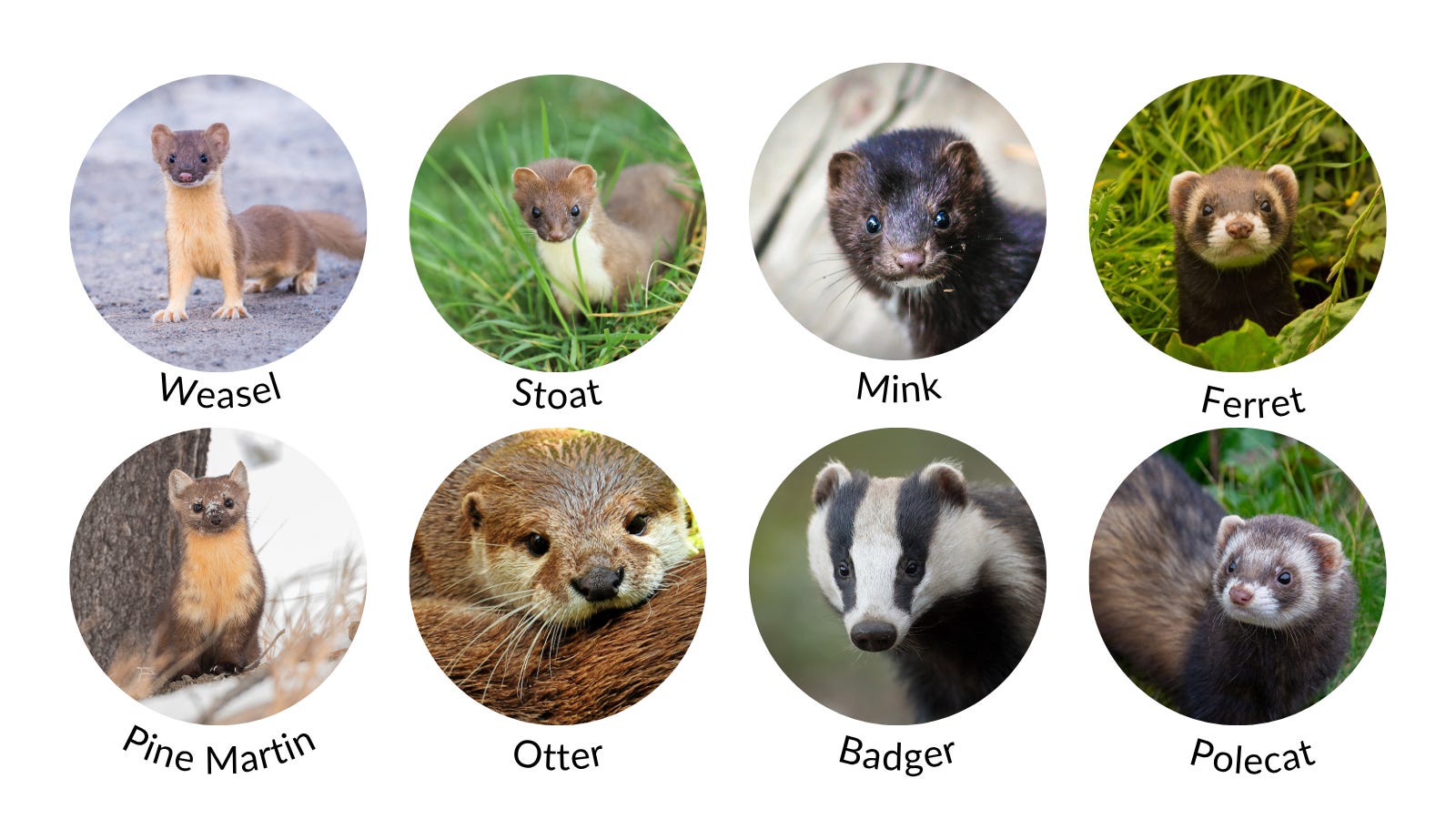 The UK Predators