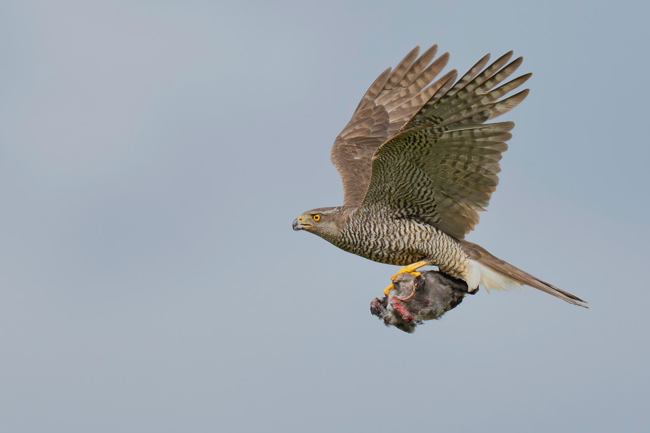 Close encounters with Goshawks