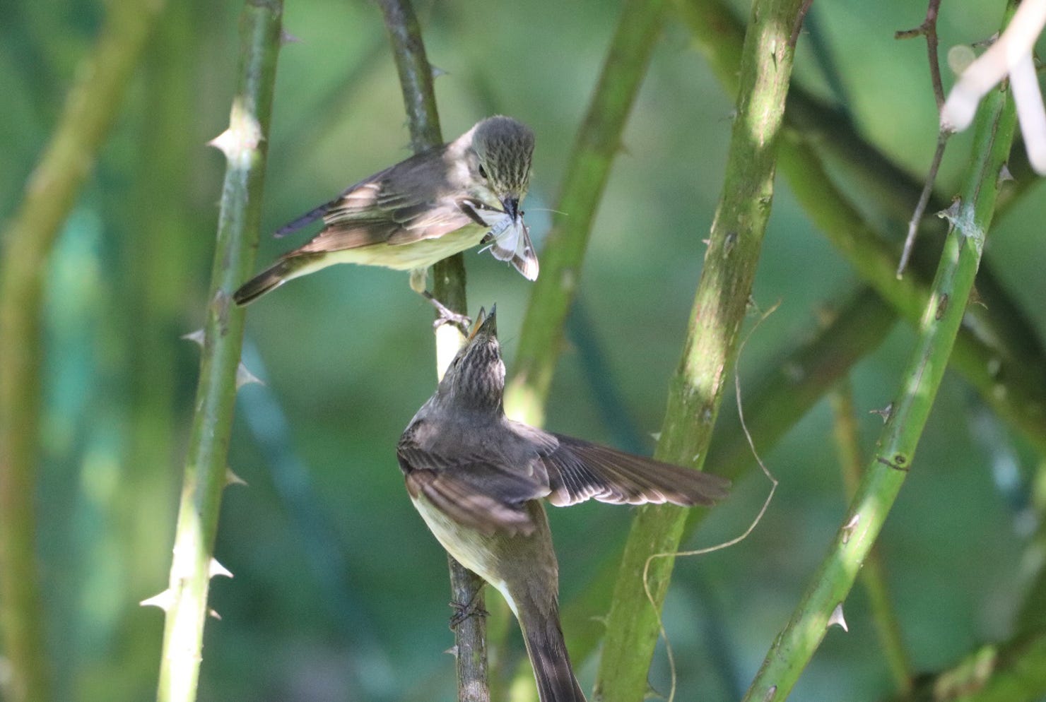 Has biodiversity become detached from bio-abundance?