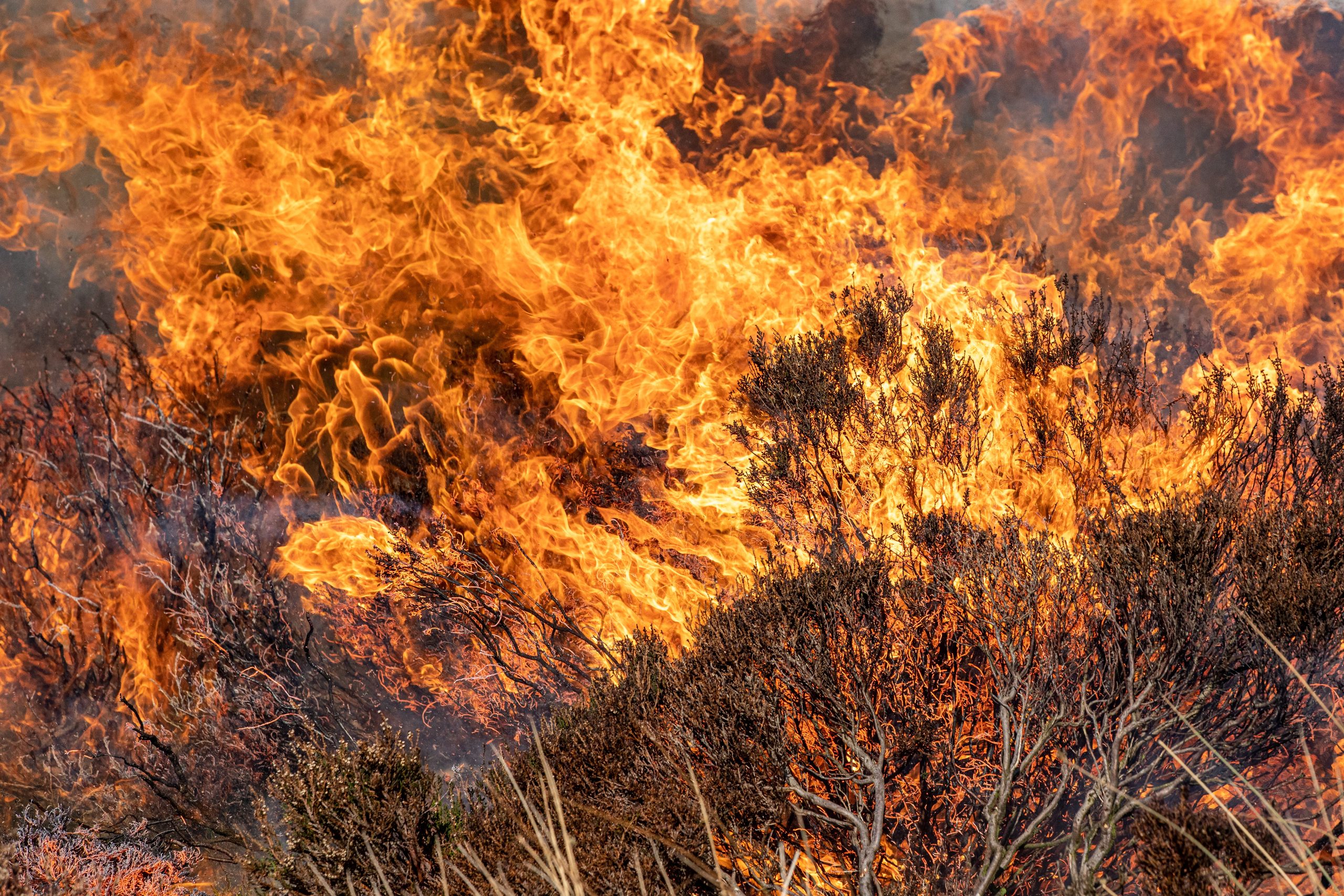 Wildfires: for peat’s sake it is time to follow the rest of the world and embrace prescribed fire
