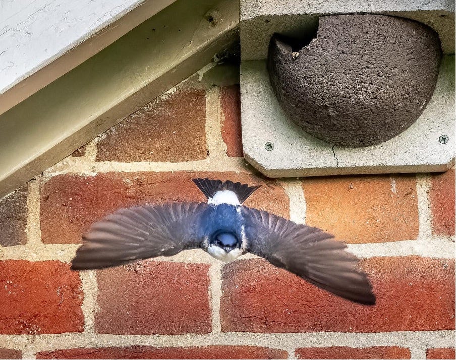 In the garden – House Martins