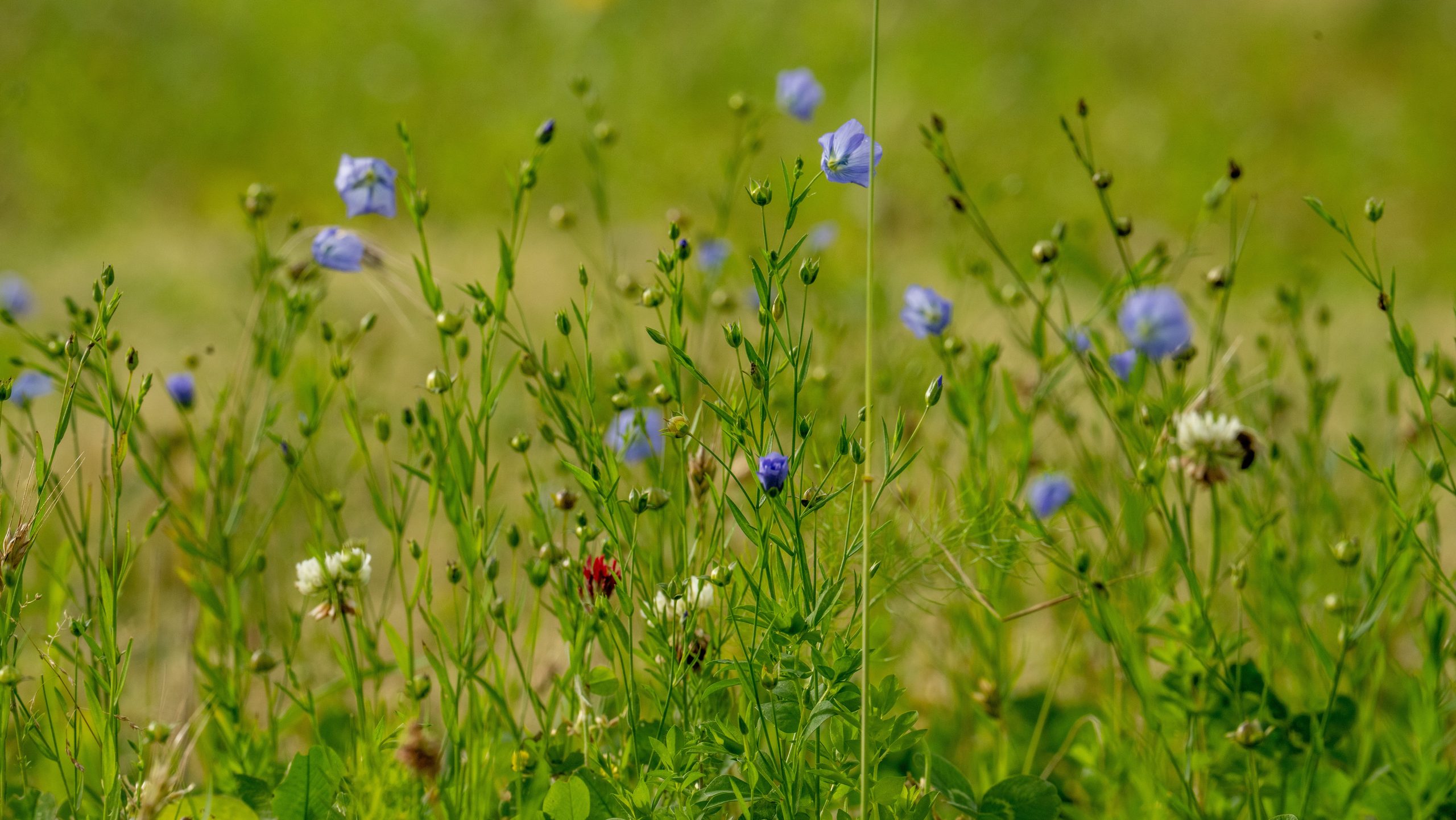 Wild Bird Seed Crops – More Than Just Winter Food